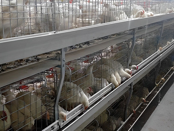 chicken cage