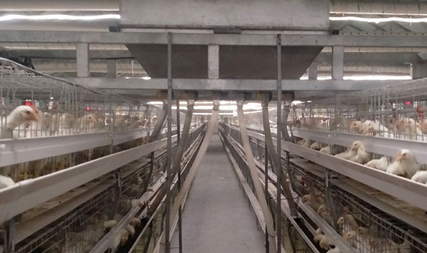 chicken farming equipment