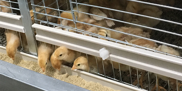 chick cage
