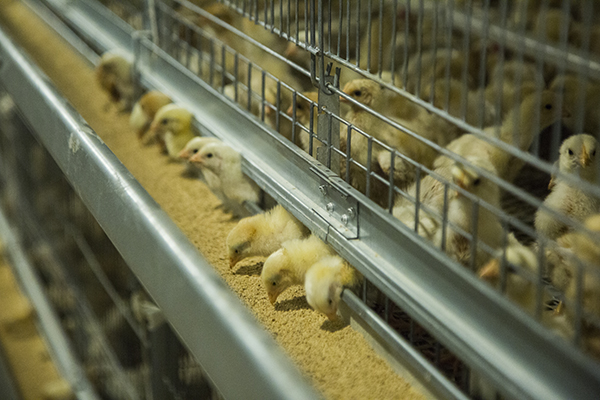 Pullet battery cage