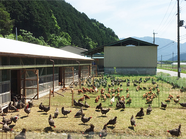 Chicken coop construction