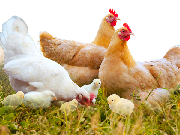 42 days brooders  management