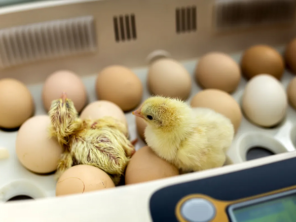 How to collect the storge the fertilized eggs