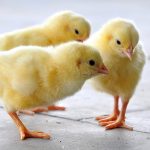 Healthy and strong chick