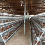 Togo Layer farm