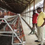 Abidjan layer farm