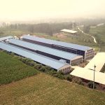 Angola Layer farm