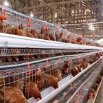 Kishasa Congo layer farm