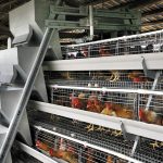 Windhoek, Namibia layer farm