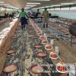 Deep litter system in Harare Zimbabwe