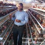 Gauteng South Africa layer farm