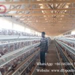 Dar Es Salaam Tanzania layer farm