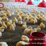 Day old chick