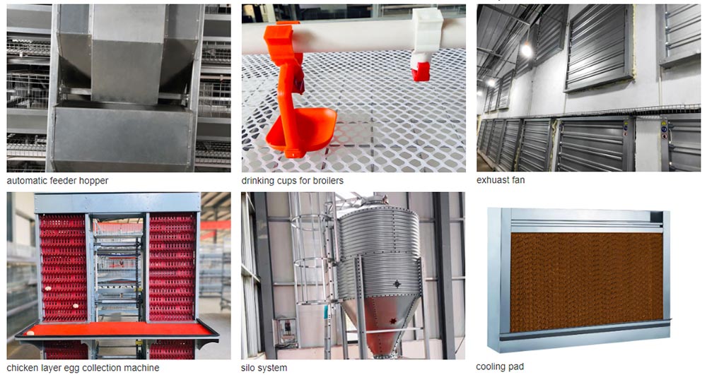 Laying Hen Breeding Equipment