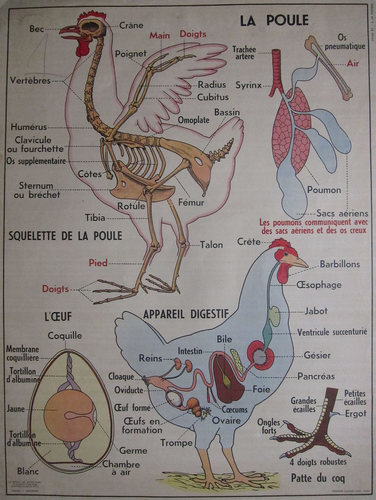 Chicken Cloaca