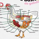 Natural Mating and Artificial Insemination of chicken