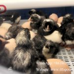 Chicken Incubation