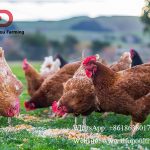 Chicken digestion process