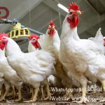 Layer chicken broiler chickens' growth patterns