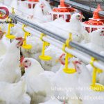 Broiler growth